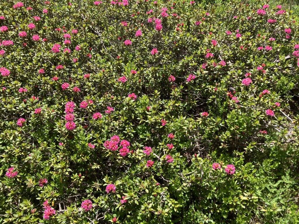 les plantes émettent un son notamment quand elles sont chaud pendant la canicule, elles sont en stress