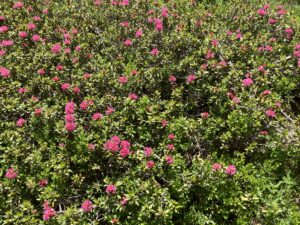 les plantes émettent un son notamment quand elles sont chaud pendant la canicule, elles sont en stress